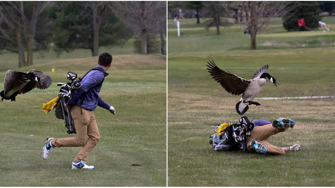 Watch out! Goose attacks Michigan high school golfer